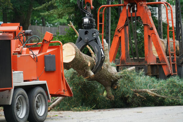 Tree and Shrub Care in Bay Point, CA